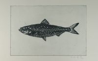 Fisch &Auml;tzradierung Aqua Tinta 20x30